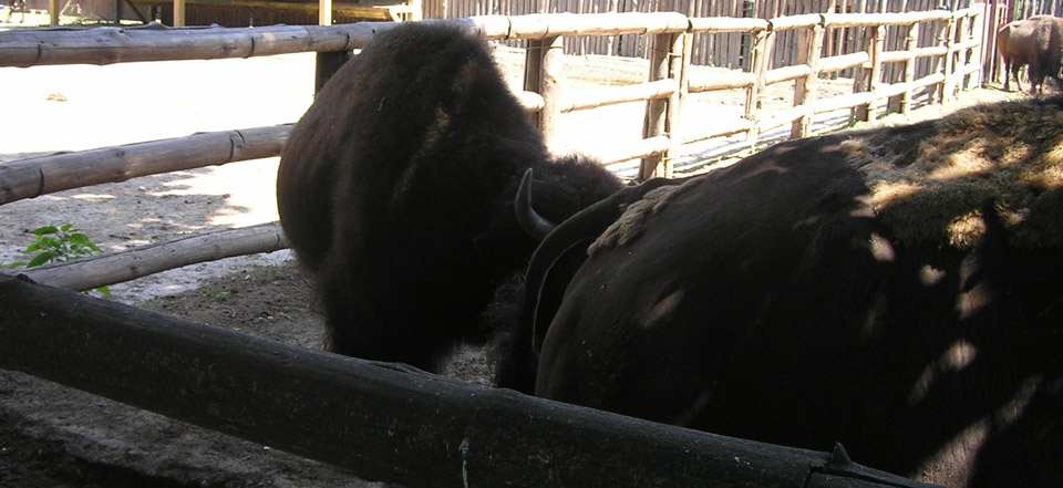 攻击网站的方法